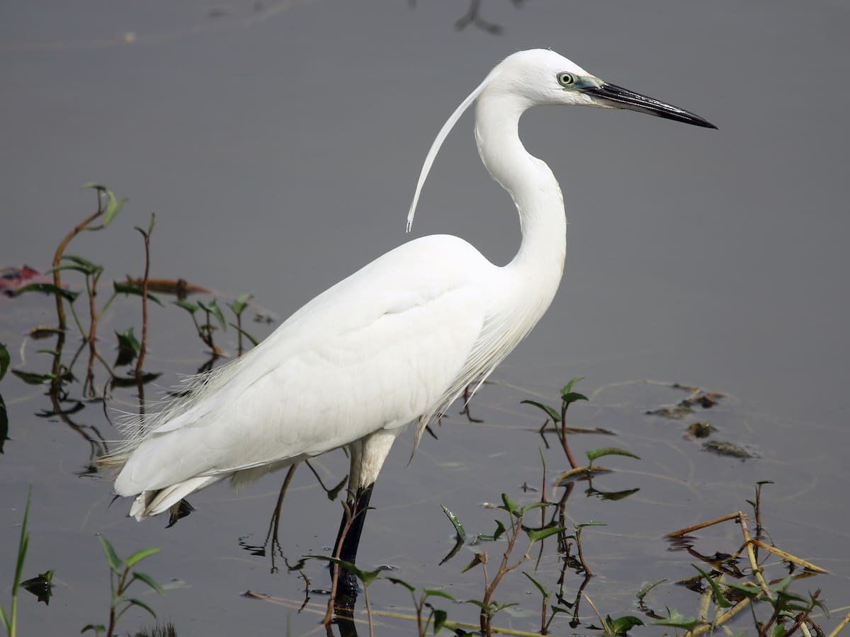 Little Egret